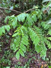 Image result for Cnestis