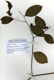 Image result for Rhaphiostylis