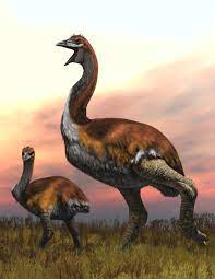 Vorombe titan: Researchers Name World's Largest Ever Bird | Paleontology |  Sci-News.com