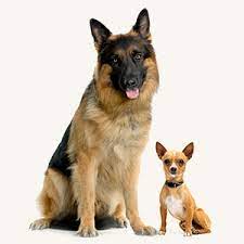 Home•grown•fun presented by the san diego county fair is the start of bringing our community back together again. Adopt Me Pet Adoption In Oceanside Carlsbad And North County