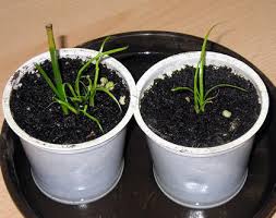 Jun 11, 2021 · wähle zu jeder stufe, die du anlegst, die passenden wasserpflanzen: Zyperngras Im Garten Pflege Tipps Vermehrung