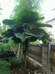 Image result for Licuala grandis