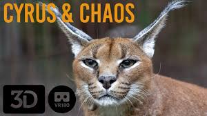 We are exotic cat breeders specialized in the breeding of caracal and caracat f1, f2 & f3 feel free to contact us and buy your own cat asap. Caracals Of Big Cat Rescue Youtube