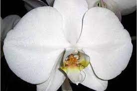 Phalaenopsis Orchid Aspca