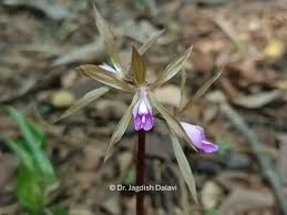 Image result for Nervilia kotschyi