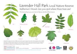 Maybe you would like to learn more about one of these? Tree Identification Chart Uk Treeideas Tree Ideas Tree Identification Tree Leaf Identification Leaf Identification