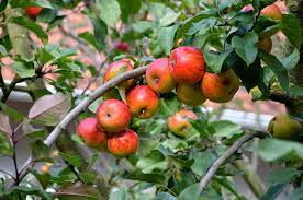 10 Consejos Para Cultivar Con Exito Tus Arboles Frutales Planeta Huerto