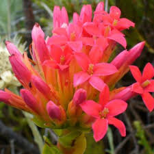 Image result for Crassula alsinoides