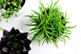 Image result for Senecio greenwayi