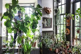 Room with plants zoom background. Inside The Home Of Plant Stylist Hilton Carter The Blog At Terrain Terrain