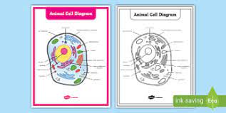 Maybe you would like to learn more about one of these? What Is An Animal Cell Definition And Functions Twinkl