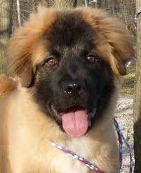 Big Fluffy Dog Breeds Black And Brown Pin By Allison Renee On Clothes I Want Leonberger Dog Leonberger Puppy Leonberger