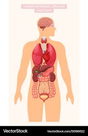 Image result for internal organs