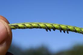 Image result for Sarcocornia decumbens