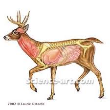 just a few diagrams of deer anatomy from another forum