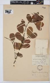 Image result for Baphia massaiensis