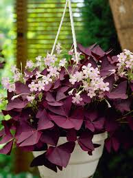 Image result for Oxalis obliquifolia