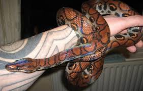 Regardless of where it comes from, these snakes do very well in captivity. Rainbow Boa Care Guide Great Pets But Not For Everyone My Snake Pet