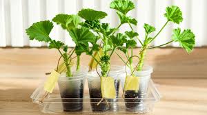 Image result for cuttings of geraniums