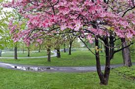 Maybe you would like to learn more about one of these? What Is The Root System Of A Dogwood Tree Hunker Dogwood Tree Landscaping Dogwood Trees Trees To Plant
