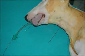 When applying a nasal cannula, the curved part that goes in the nose, are the holes turned up towards bridge of nose, or down? Retrograde Intubation In A Dog With Severe Temporomandibular Joint Ankylosis Case Report Bmc Veterinary Research Full Text