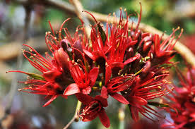 Image result for Schotia brachypetala