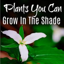 It's dark green leaves are low growing and lovely and it climbs. Plants You Can Grow In The Shade Or Shade Loving Perennials