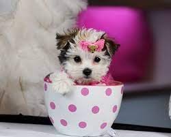 Teacup Morkie Bring This Perfect Baby Home Today Call 954 353 7864 Www Teacuppuppiesstore Com Morkie Puppies Morkie Puppies For Sale Puppies For Sale