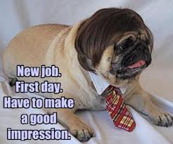 In that case, it's time to check out the top 50 dog memes! Pin On Kc