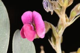 Image result for Tephrosia dasyphylla