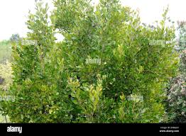 Image result for Metteniusaceae