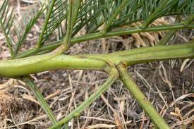 Image result for Acacia decurrens