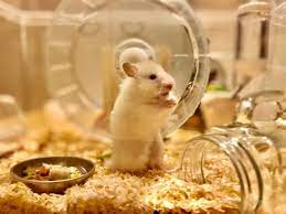 ハムスター地下型巣箱diy ichinyokkiの自由な暮らし ハムスターの家 ハムスター 巣箱