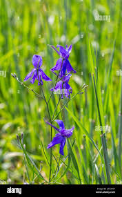 Image result for Ranunculaceae