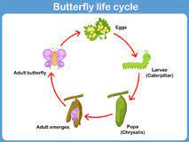Ciclo Vital De Las Mariposas Para Ninos Hay Ninos