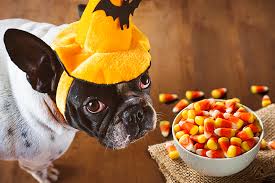 Even a small amount of grapes and raisins can cause your cat to become ill — they can even lead to rapid development of kidney failure. Toxic And Dangerous Foods Your Dog Should Never Eat