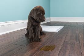 How Do I Remove The Urine Smell From A Wood Floor Hunker Remove Pet Stains Pet Stains Cleaning Dog Pee