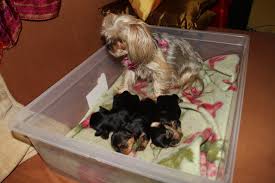 All our tiny yorkie puppies parents are registered ckc vet checked, vaccinated, micro chipped thundering hill myah by nike & shania is starting to learn tricks with her new mom & dad. Bigger By The Day Chocolatini S Trip Through Motherhood