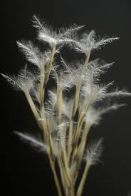 Image result for Stipagrostis