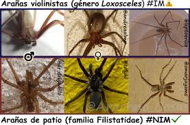 La araña violinista (loxosceles laeta) es una especie de arácnido suramericano cuyo veneno tiene esta especie posee características muy particulares. Soy Aracnologo Preguntame Lo Que Quieras On Twitter Pongamos Tambien Atencion A Los Indicios Que Puedan Hablar De La Presencia De Estas Aranas Seda Algodonosa Las Violinistas No Tejen Telaranas Circulares