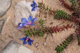 Image result for Lysimachia monelli