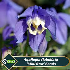 Image result for Aquilegia flabellata ministar