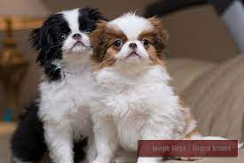 Pin By Joey Gregoire On For The Love Of Dogs Japanese Chin Dog Japanese Chin Puppies Japanese Chin