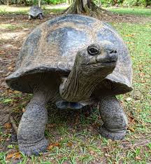 Aldabra Tortoise | Smithsonian'S National Zoo And Conservation Biology  Institute