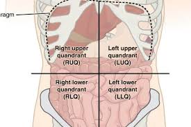 There are many potential causes for right upper quadrant abdominal pain. The Four Quadrants Of Abdominal Organs Anatomy Organs Abdominal Organs