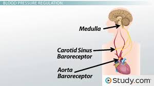 regulation of blood pressure short term regulation baroreceptors