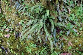 Image result for Asplenium monanthes