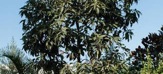 Image result for Lophostemon confertus