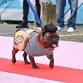 Howl-ween! Dog Costume Contest event image