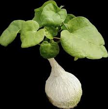 Image result for Pyrenacantha